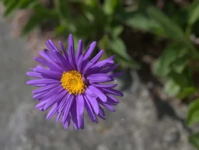 Aster Trade: Airdrop Controversy Erupts and CZ's Shadow Looms